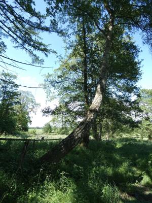 Radtour zur Stammeswiese