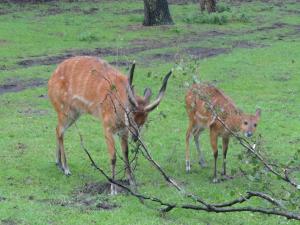 Serengetipark