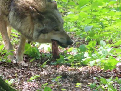 Sippenlager Schlauer Wolf