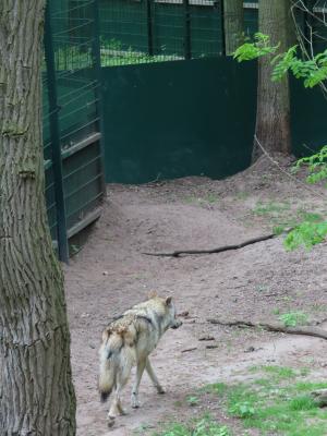 Sippenlager Schlauer Wolf