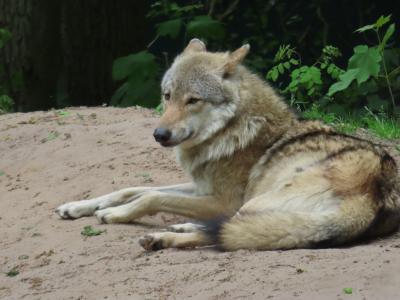 Sippenlager Schlauer Wolf