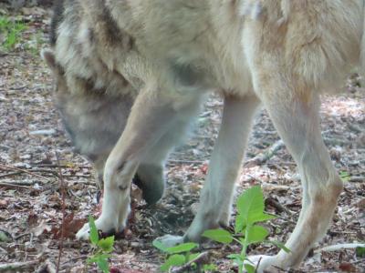 Sippenlager Schlauer Wolf