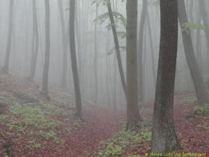 Jagender Jaguar Wandern im Weserbergland